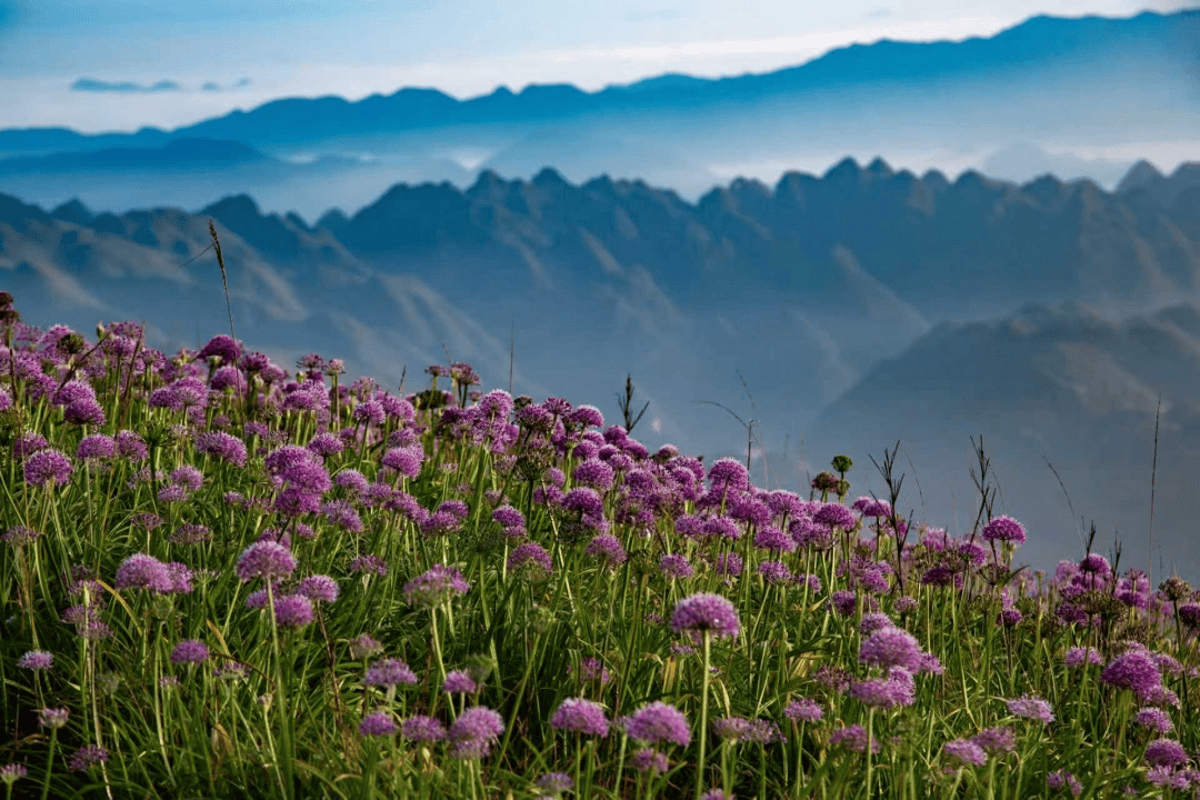 赫章阿西里西韭菜坪景区：徜徉紫色花海拍大片