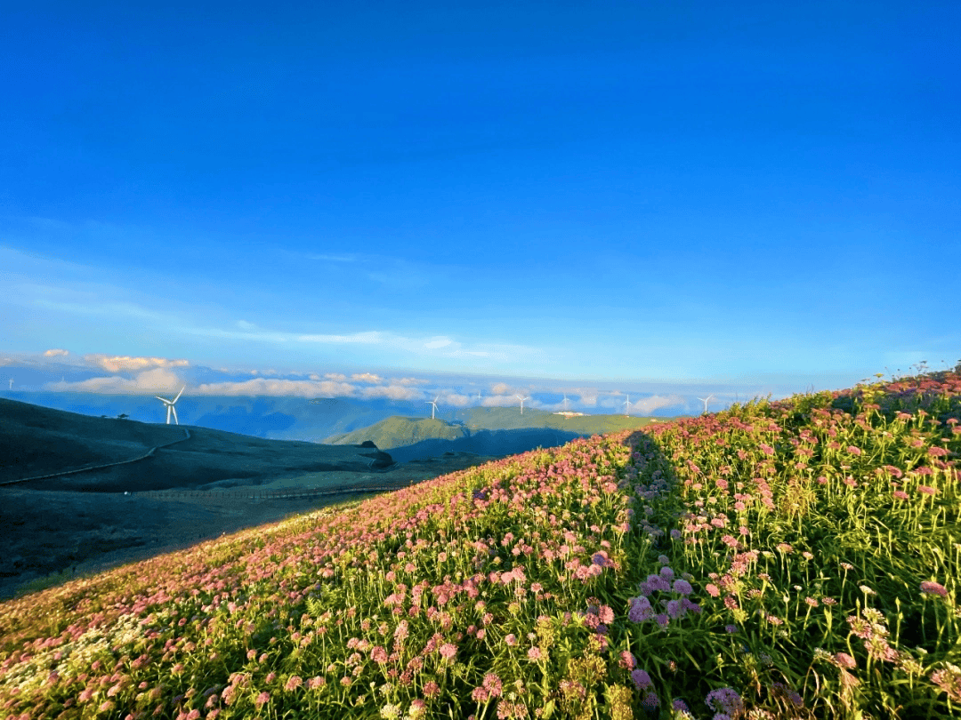 赫章阿西里西韭菜坪景区：徜徉紫色花海拍大片
