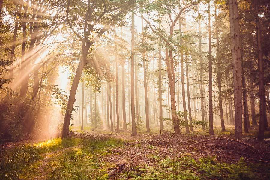 电竞选手在国际赛事中斩获佳绩